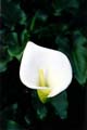 Calla (color)